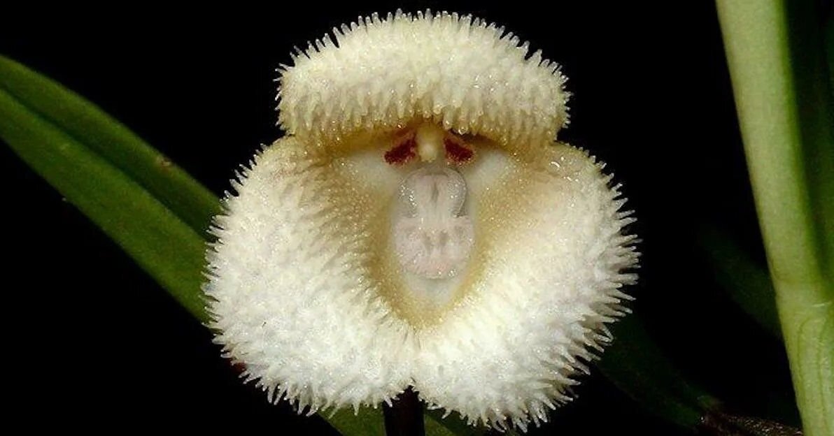 Ком цветы похожие на. Орхидея Обезьянья Дракула. Орхидея Дракула симиа. Орхидея-обезьяна, Обезьяний Дракула (Dracula saulii). Обезьянья Орхидея Dracula Simia.