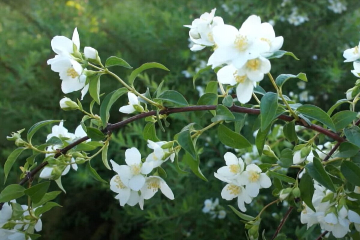     Идеален для небольших садов: как ухаживать за жасмином с земляничным ароматом