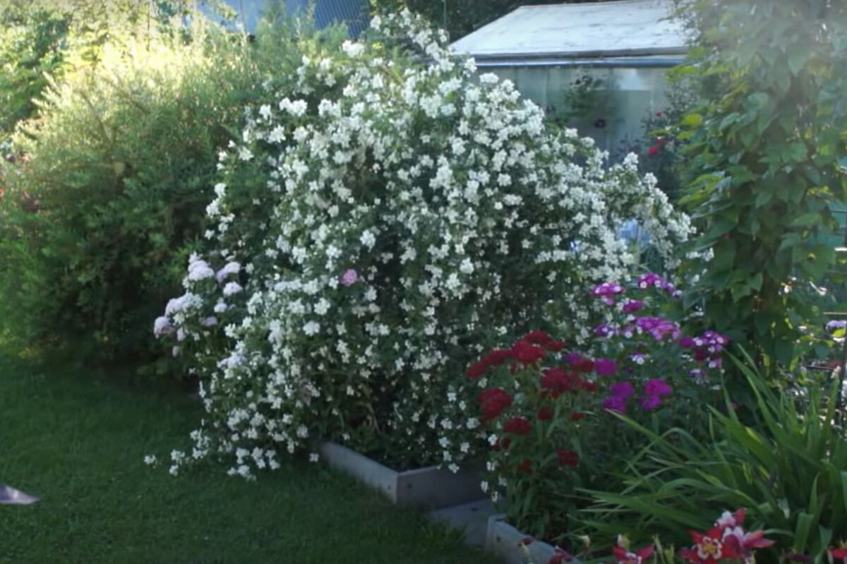    Жасмину с ароматом земляники нужно хорошее освещениеКадр из видео: YouTube-канал Домик окнами в сад