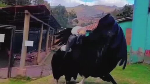 храм инков мачу-пикчу. инки архитектура мачу пикчу. мачу-пикчу перу храм трех окон фотогалерея. перу камни мачу пикчу. кахамарка.