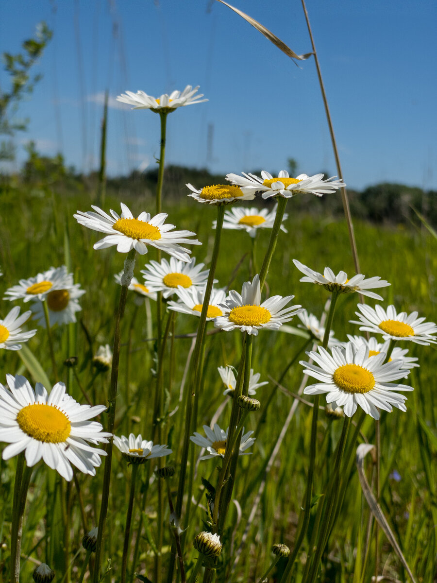 заменить слово волшебный. волшебные слова. заменить слово волшебный. заменить слово волшебный. волшебная сова.