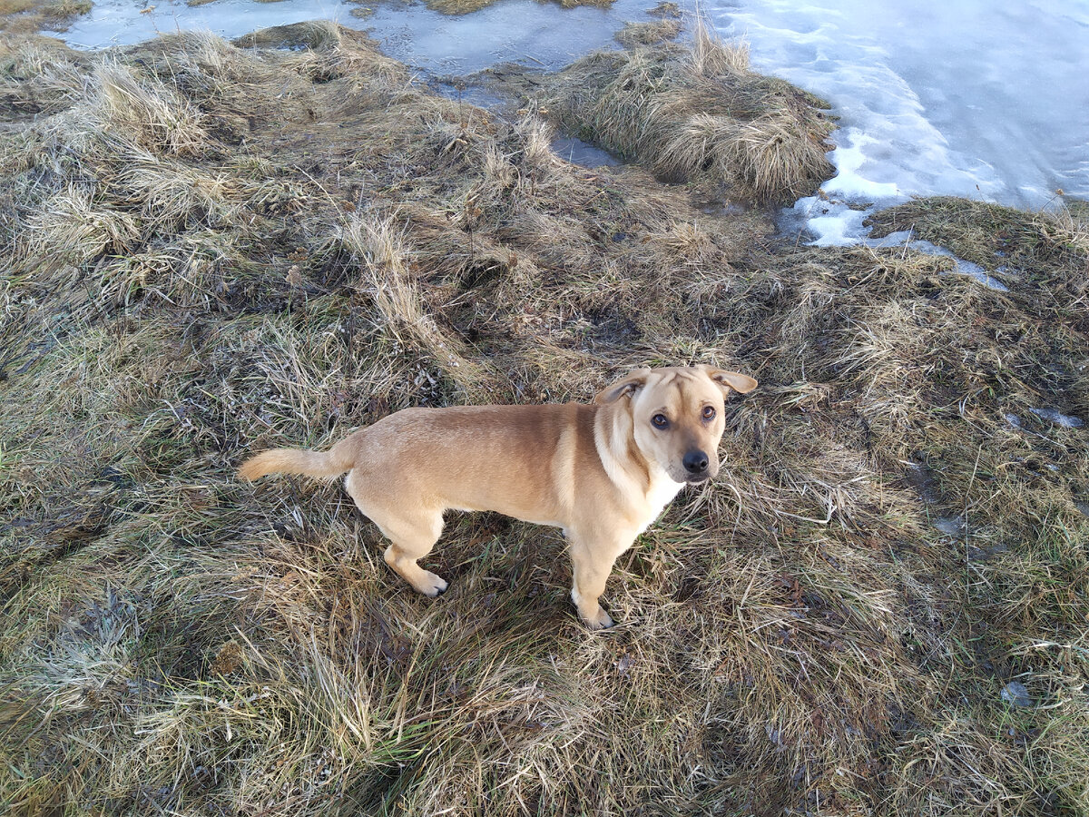 Мемы про лень. Надо встать и идти. Надо встать и идти. Утро проснулись встали и. Надо встать и идти.