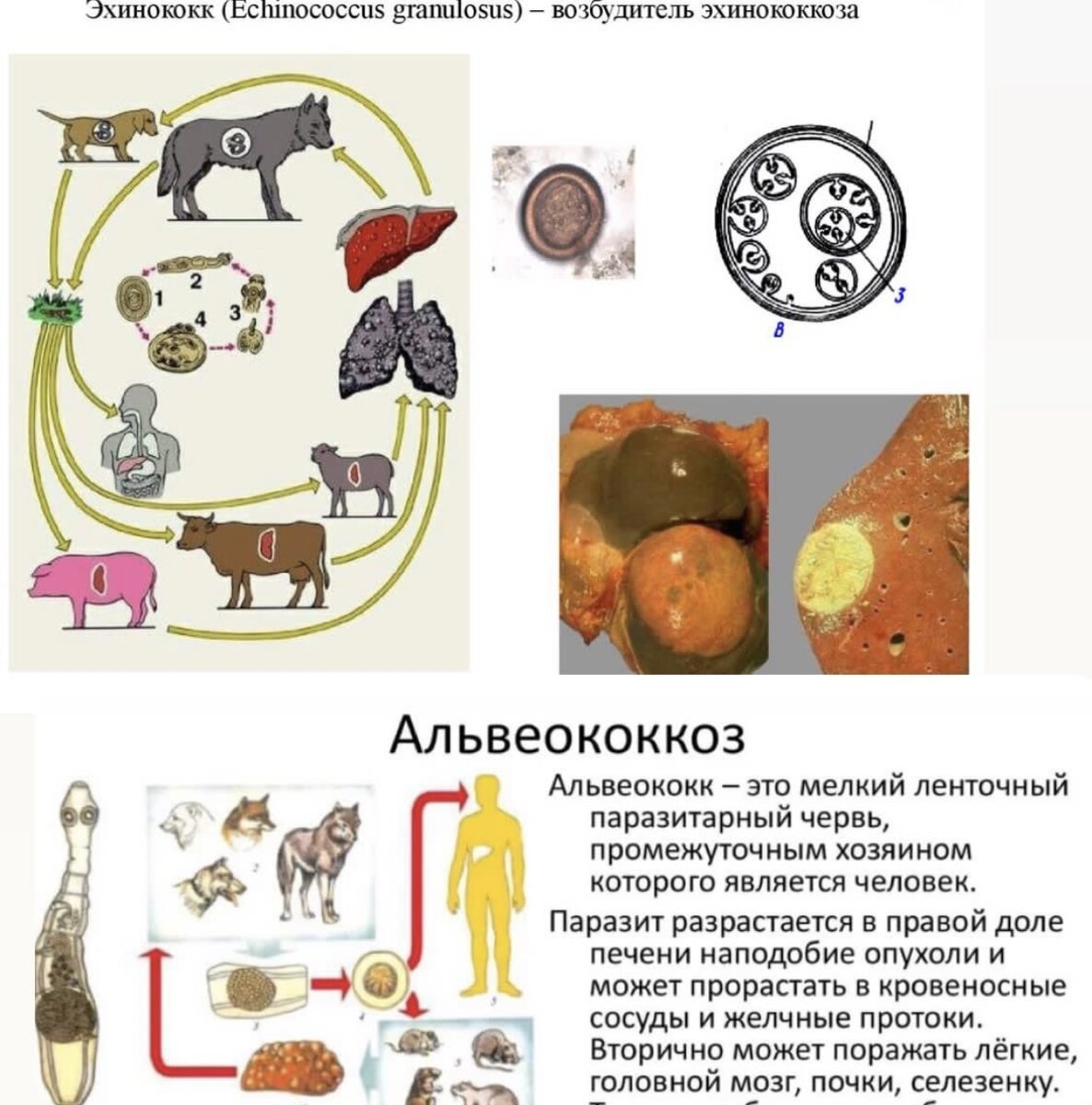 трогать тебя. можно потрогать твои. смешные комиксы. лежу никого не трогаю. хочу их потрогать.