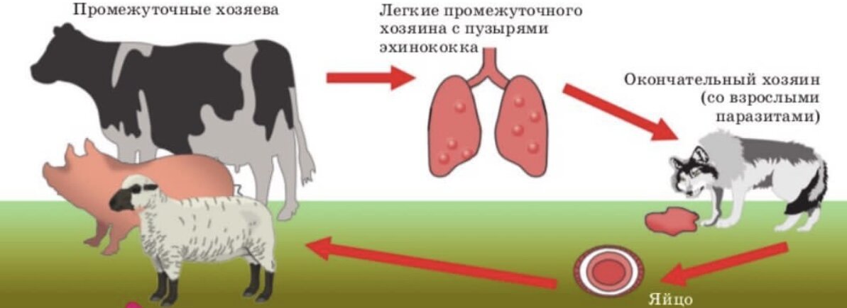 Промежуточный хозяин печеночного хозяина