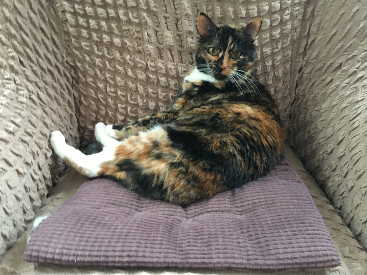 Васютка. Фото автора