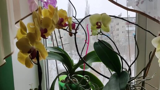 Как узнать url картинки. Официально это как понять работать. Выписка из электронной трудовой. Стаж на госуслугах. Пфр личный кабинет.