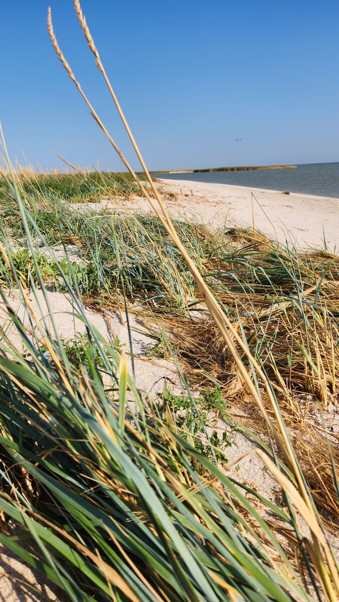 Степная коса с растительностью.