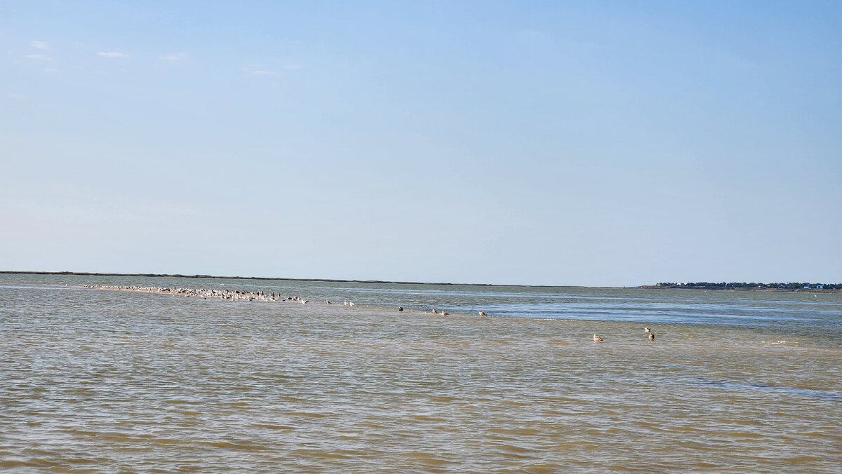 Целые стаи птиц в далеке почти сливаются с морем.