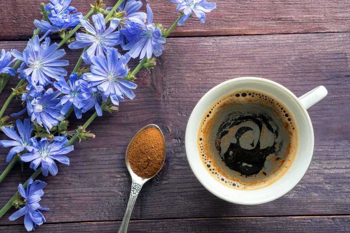 источник:https://flo.discus-club.ru/cikoriy.html