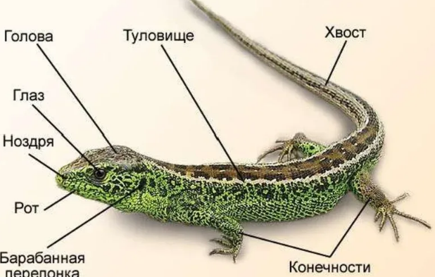 Внешние строения пресмыкающихся и рептилий. Пресмыкающиеся внешнее строение 7 класс. Пресмыкающиеся внешнее строение 7 класс. Строение чешуи пресмыкающихся. Пресмыкающиеся внешнее строение 7 класс.