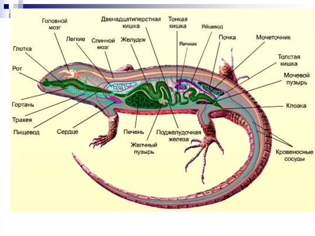 Внутренние органы рептилий. Внутреннее строение Тритона обыкновенного. Прыткая ящерица строение тела. Внутренне строение хвостатых земноводных. Анатомия эублефара внутреннее строение.