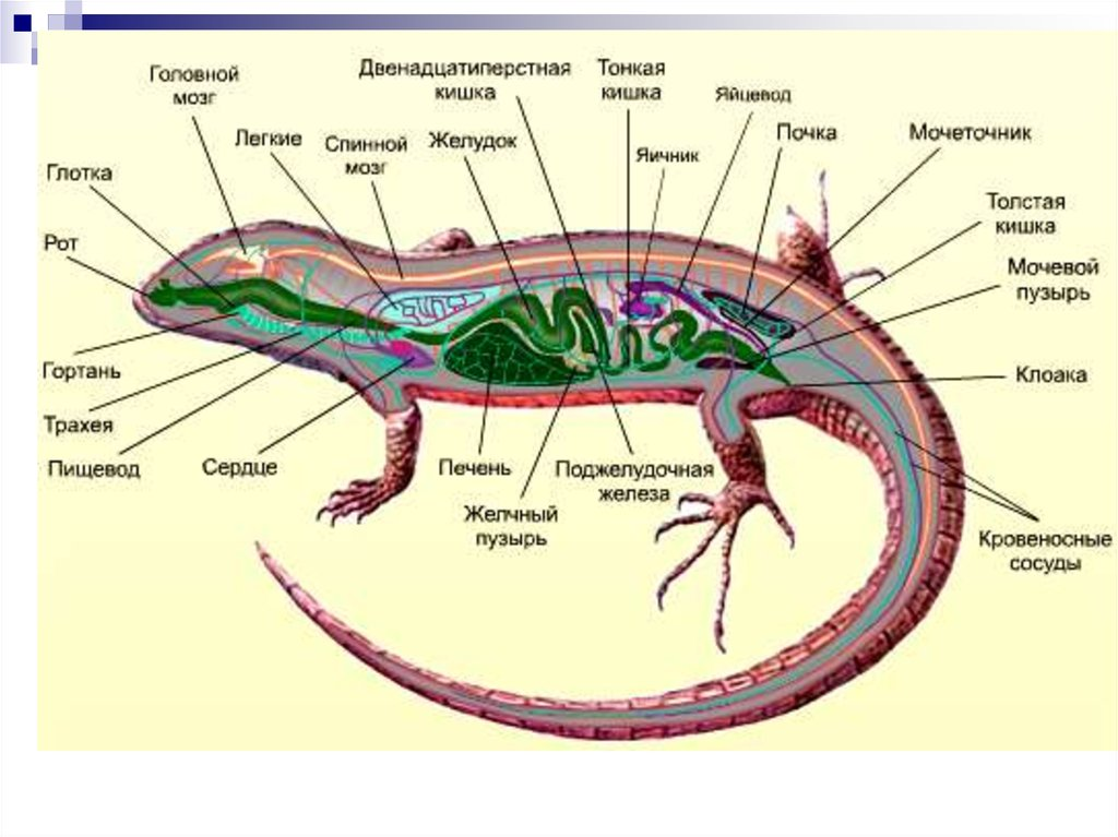 Строение рептилий кратко. Внутреннее строение Тритона обыкновенного. Прыткая ящерица строение тела. Внутренне строение хвостатых земноводных. Анатомия эублефара внутреннее строение.