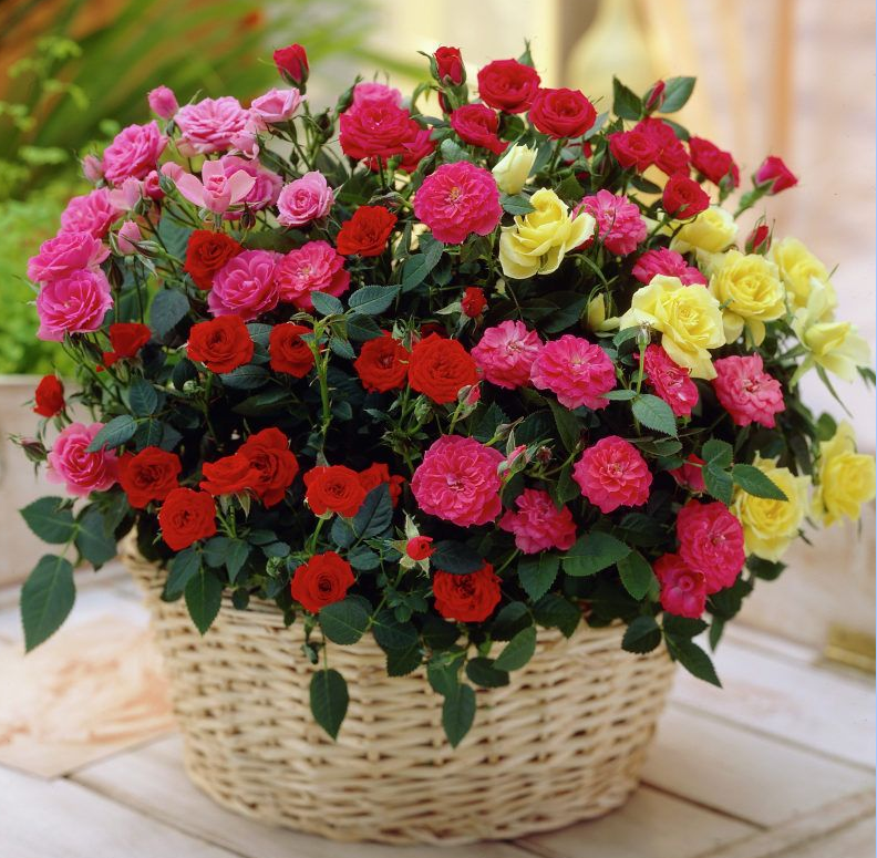 Розы в корзине.