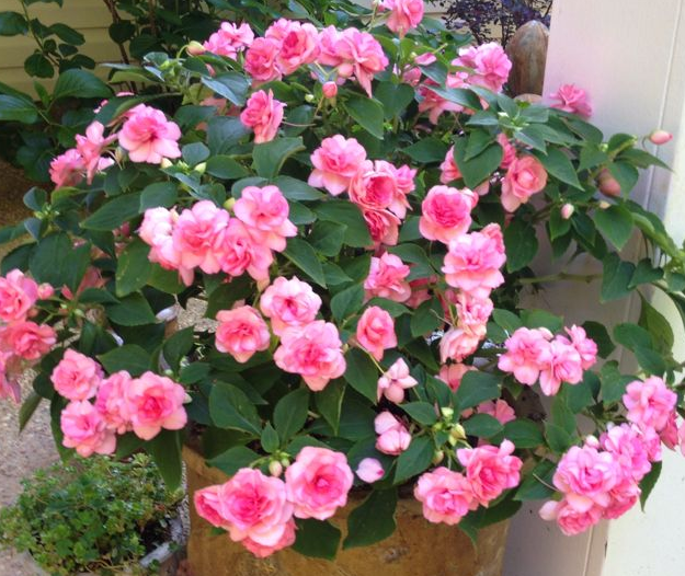 Роза сорт ЛИТЛ БАККЕРУ.