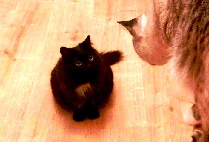 план изложения март в лесу. чуткое ухо ловит знакомые. чуткое ухо ловит знакомые. звуки весны диктант. звуки весны диктант.