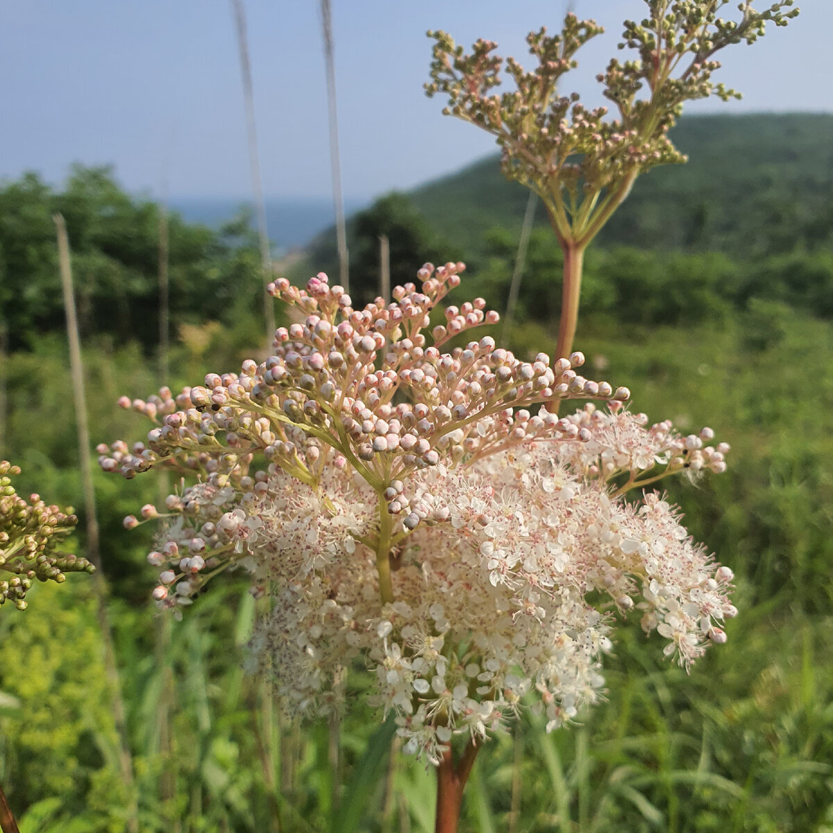 Добавьте описание