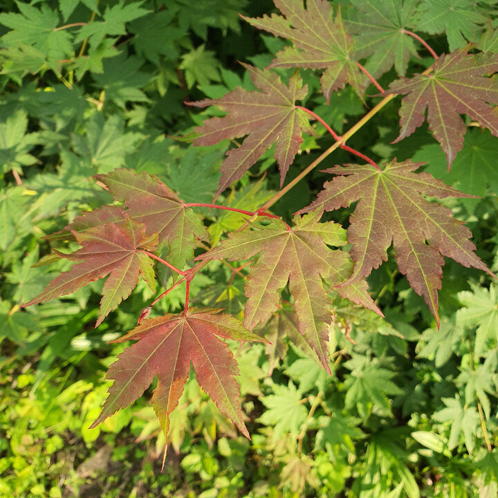 Бтс он. Бантаны в лесу 2 эпизод. Бтс фото. Тв шоу бтс на лужайке. Бтс фотосессия be.