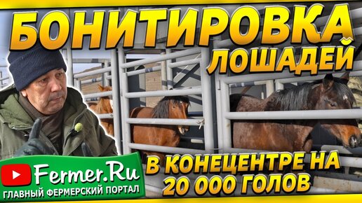 Зачем выдёргивать конский волос? Селекционно-племенная работа. Казахские породы ЖабЫ и Мугалжарская