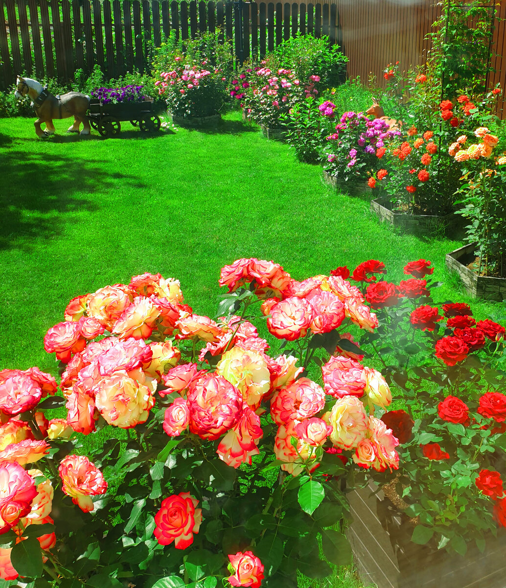 Мой розовый сад. Вид из окна.