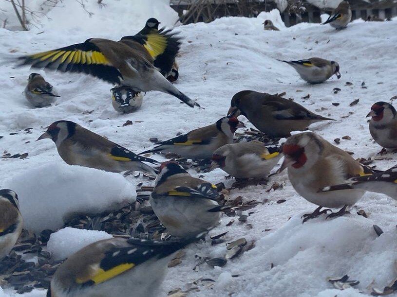 Щеглы. Это племянник на Айфон фотал