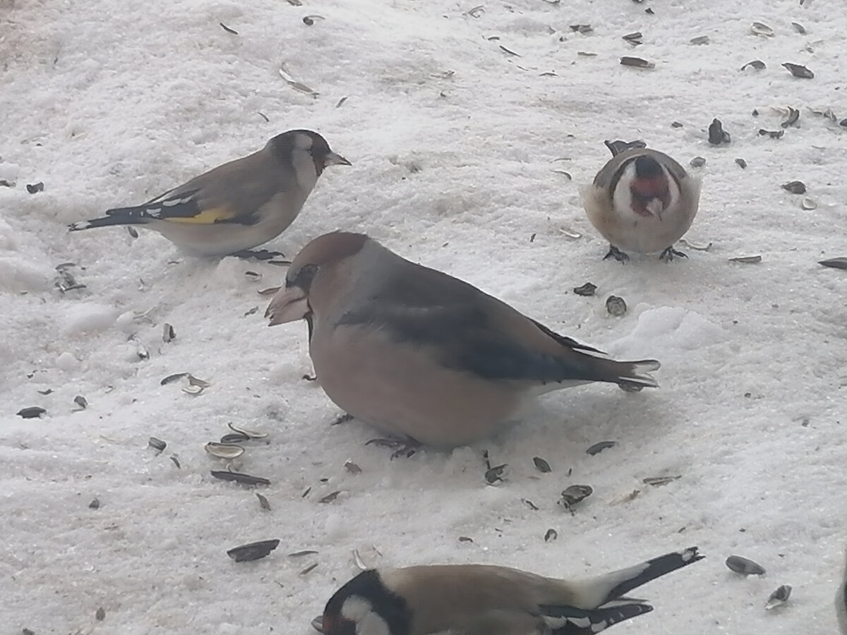 А это я дубоноса на свой Хонор сфотографировала