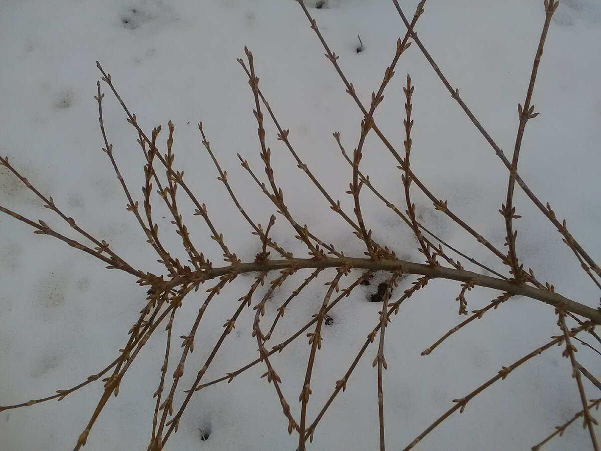 Форзиция. Она обычно одной из первых обильно зацветает желтыми цветами. Живая!