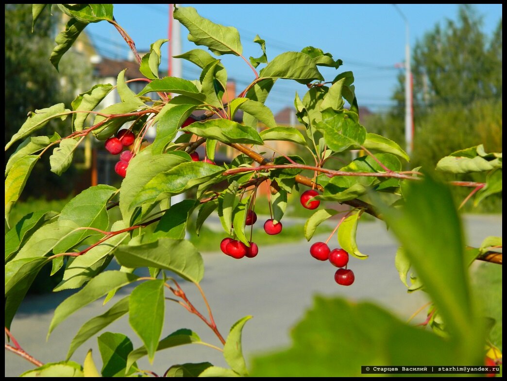 Сад с фруктами. Августовская фотосессия. В августе и через два. Конец августа природа. Последний день лета стихи.