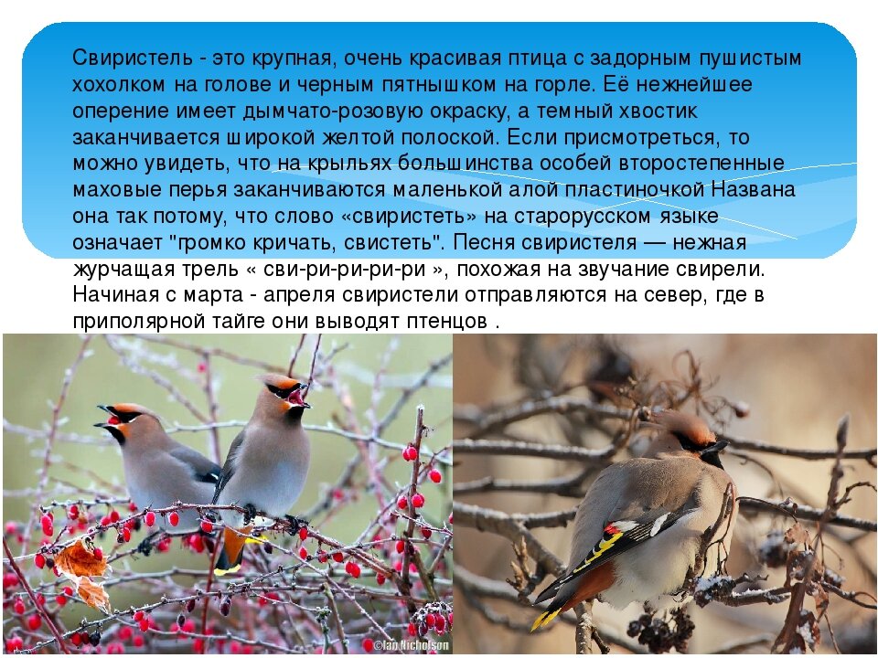 Слово свиристел. Свиристель краткое описание для детей. Свиристель птица для детей. Свиристель короткое описание. Свиристель краткая информация.