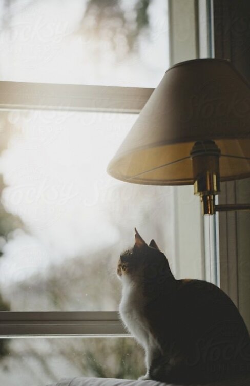 Изображение из общего доступа