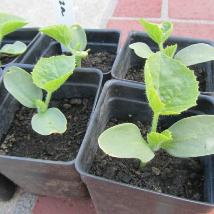 Высадка рассады дыни в теплице. Когда можно сажать дыню на рассаду. Почва для дыни. Посадка дыни в грунт рассадой. Всходы дыни.