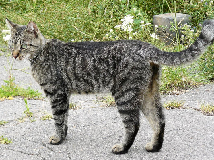     Фото: wikipedia.com/Jens Nietschmann