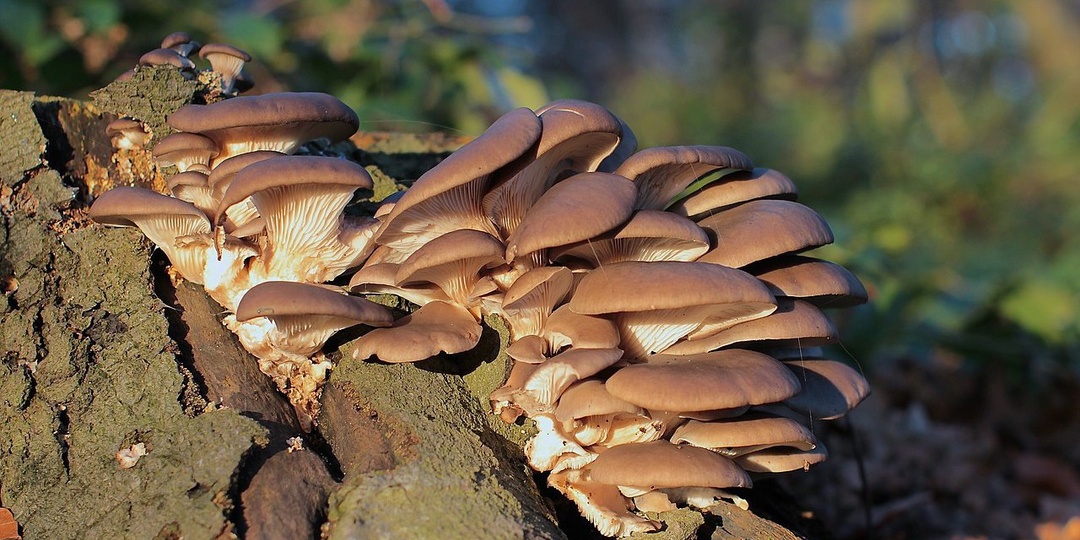 Эти грибы можно самостоятельно вырастить