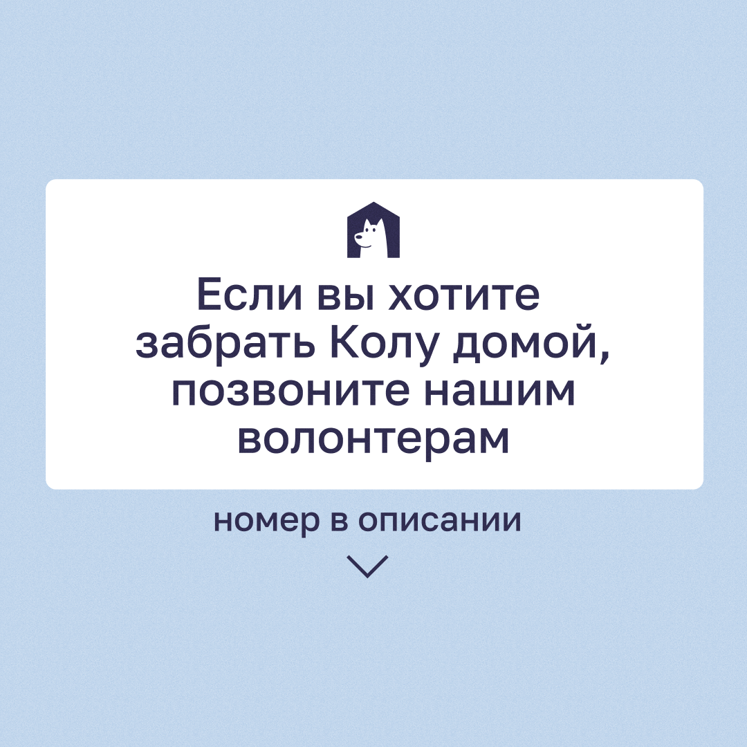 Полезная для вашего здоровья собака Кола 🐕 | Приют в Печатниках | Дзен