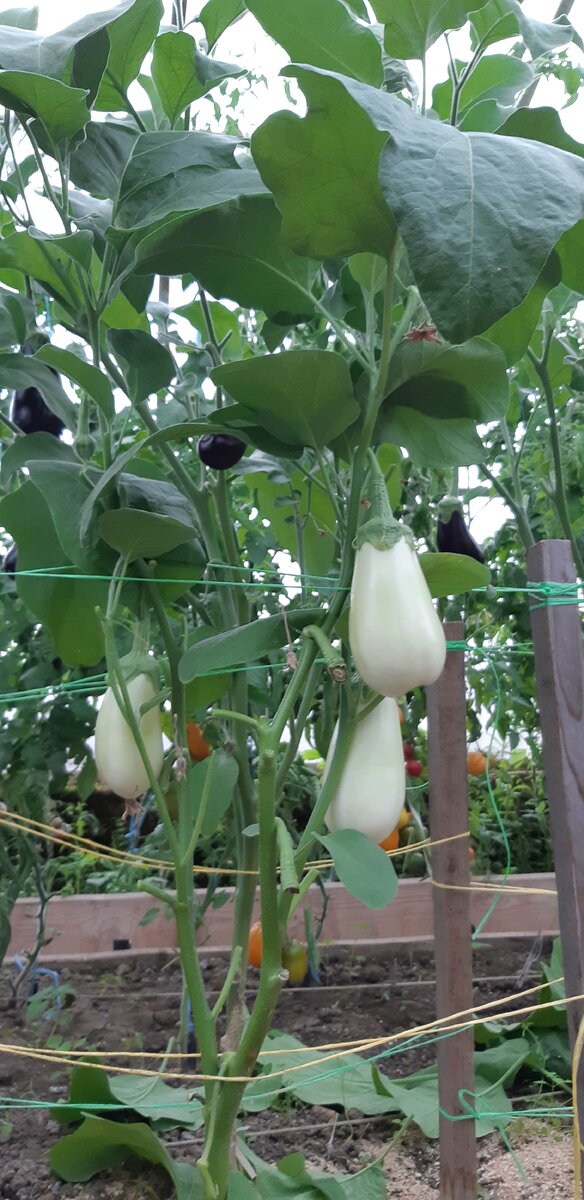 Баклажан "Бибо".