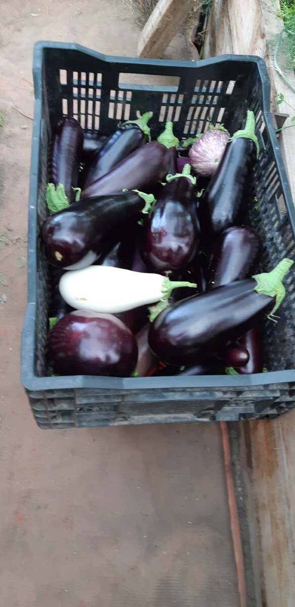 Как приятно собирать такой урожай!