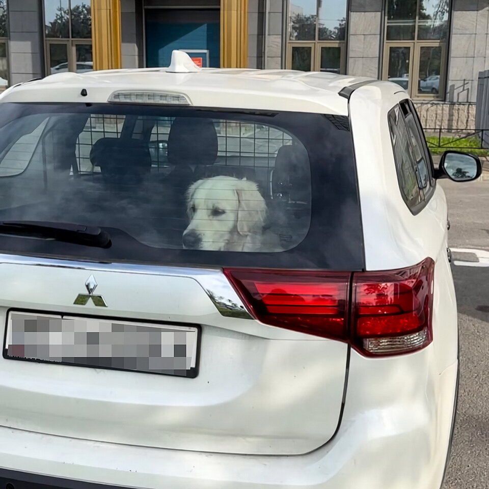 Ретривера заперли в машине