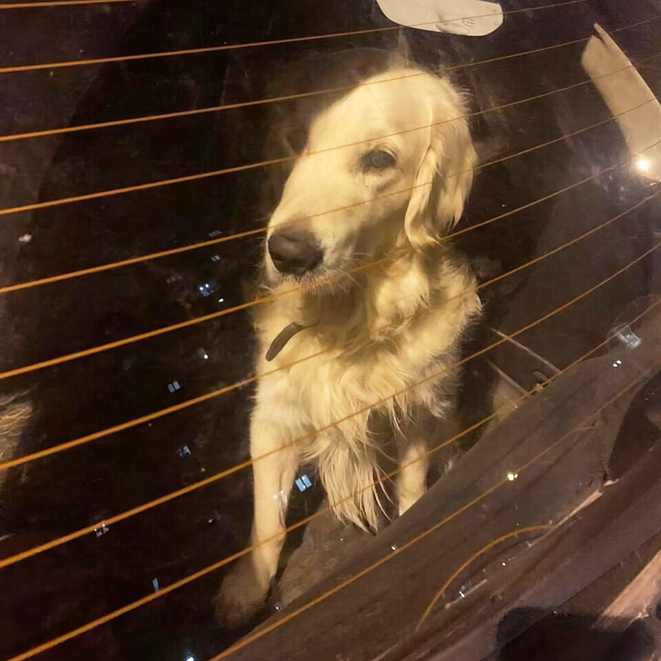 И днем, и ночью пес сидел в багажнике