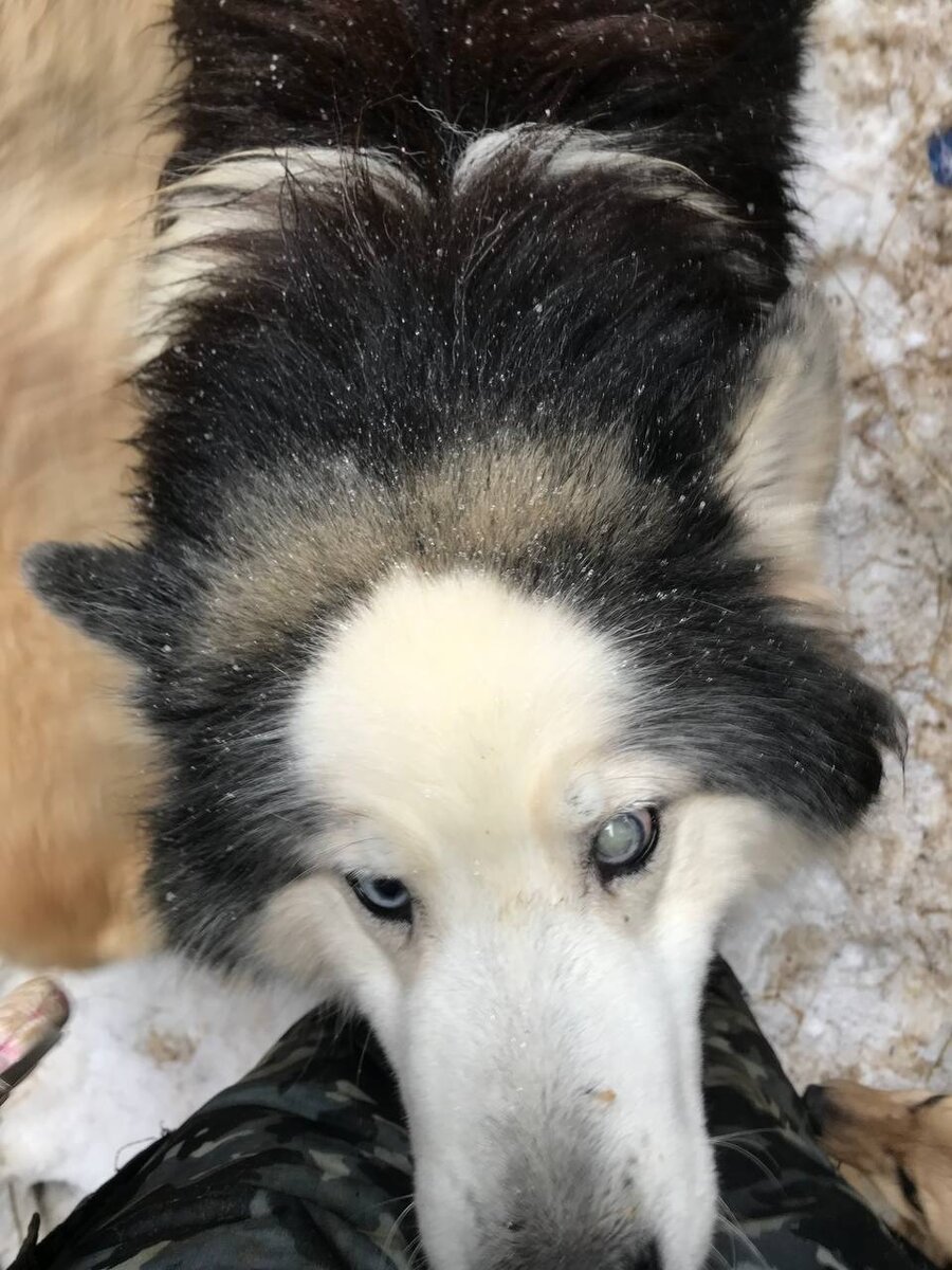Лёшка