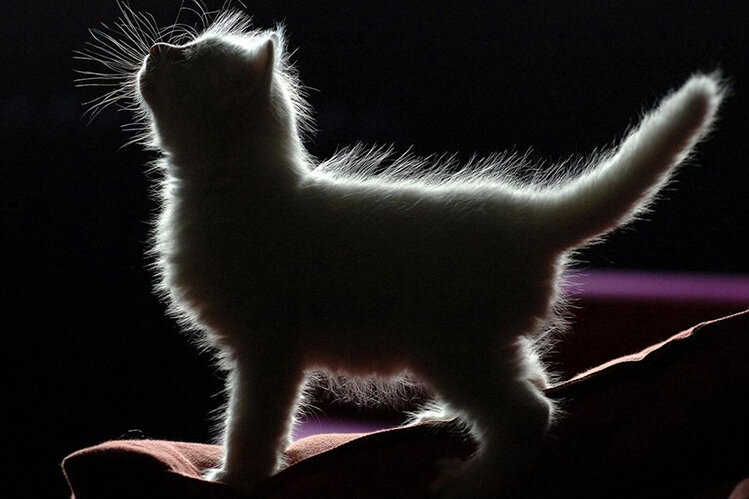 Сердитый кот арт. Кошка европейская короткошерстная серая полосатая. Гордый кот. Сибирская кошка короткошерстная. Чёрные кошки приносят неприятности странно.