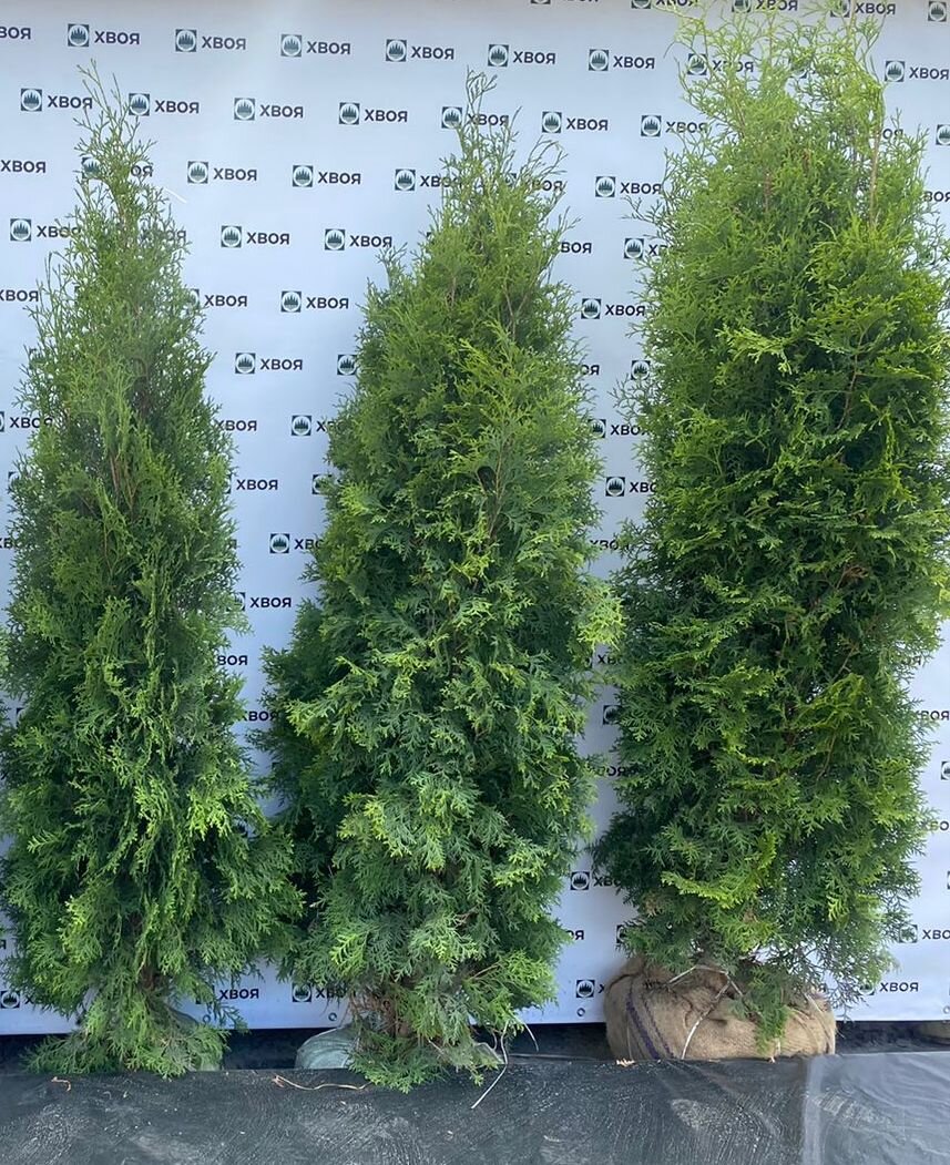 Туя западная Колумна. Фотосессия перед отправкой в Выборг.