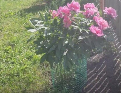 Оградка из сетки