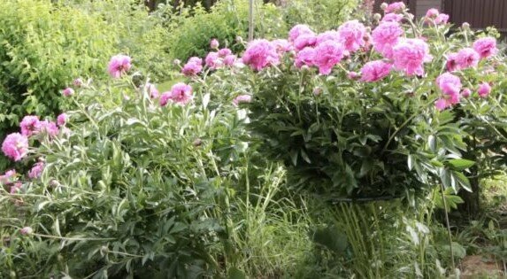 Подвязка с помощью полиэтиленовой трубы