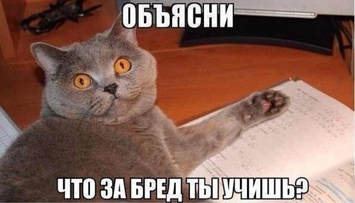 Мемы с котами фото с надписями Шутки с кошками: коллекция самых смешных фотографий Все про кошек и много интере