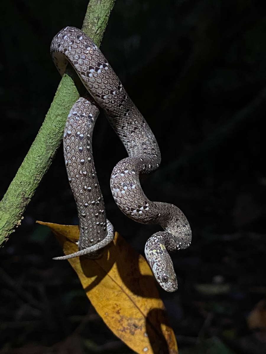 Pareas margaritophorus 