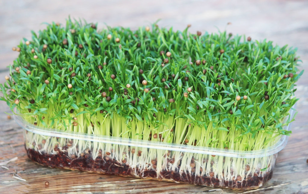 комацуна микрозелень. вкус микрозелени. микрозелень подсолнух. руккола индау микрозелень. микрозелень кориандр.