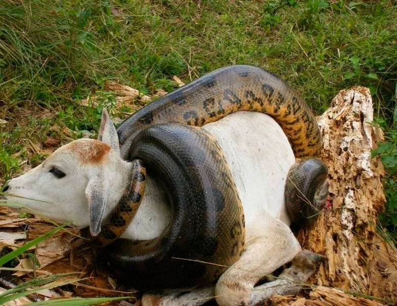 Питон Анаконда змея ест. Самая большая Анаконда 41м. Животное душила