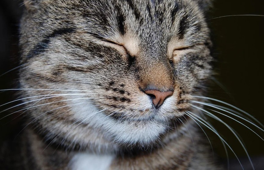 Ну что ты пристал, двуногий? Дай поспать спокойно!