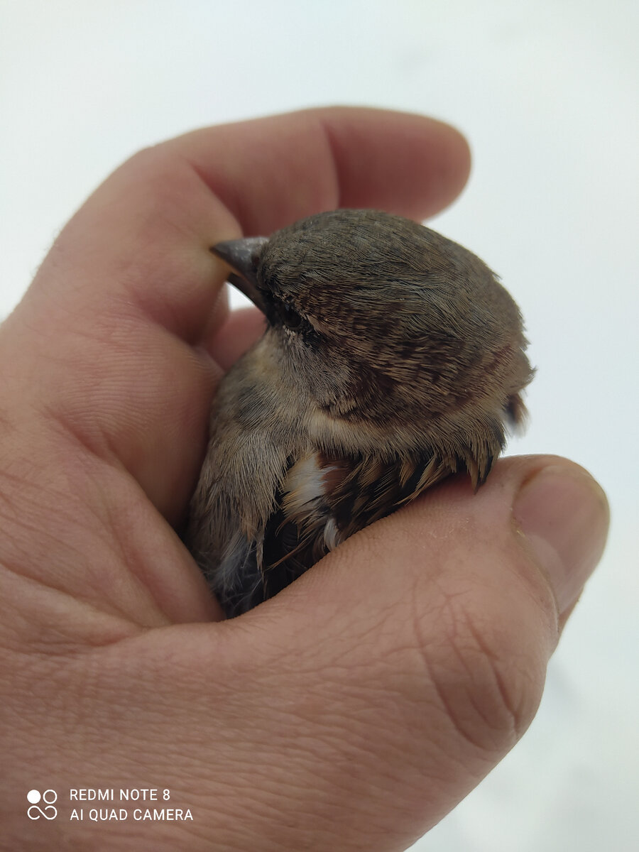 Воробушек обороняется изо всех сил!!! После фотосессии был отпущен в целости и сохранности. 