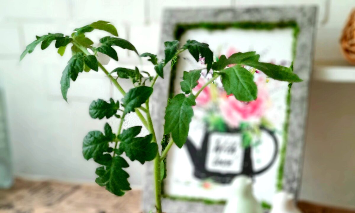 Фото автора.  