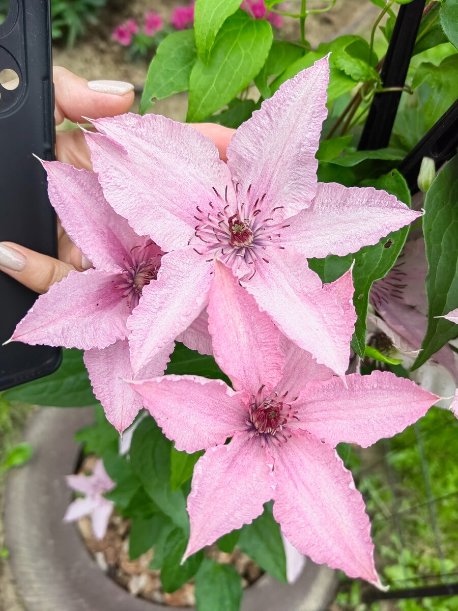 "Хэгли Хибрид"